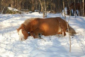 hera i snön4_06 allergivänlig häst